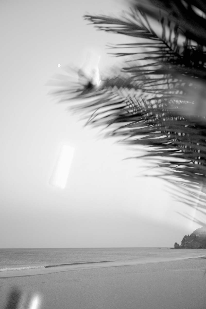 luz beach palm tree on the shore grayscale photography luz